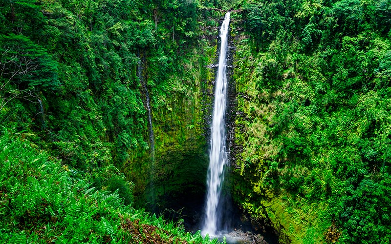 Akaka Falls er en af de mange naturoplevelser, man kan få på Big Island ferie på hawaii akaka falls