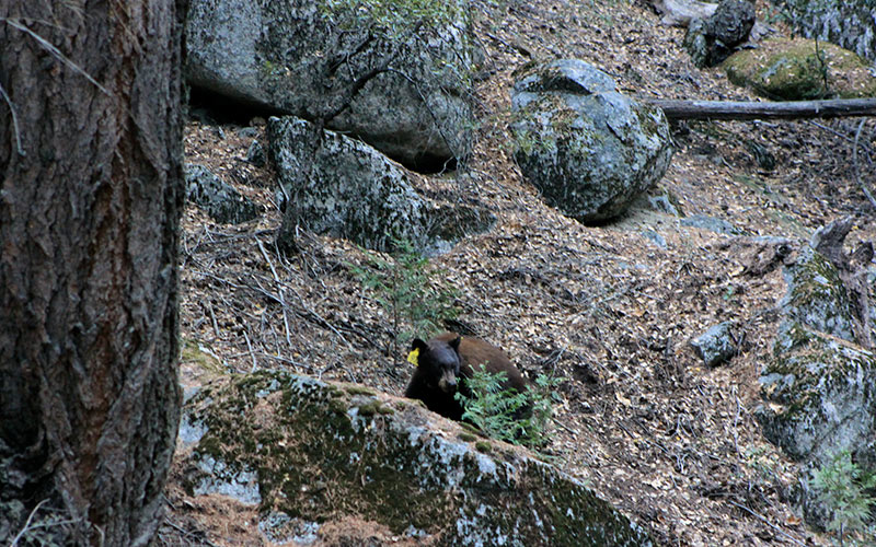bjørn yosemite