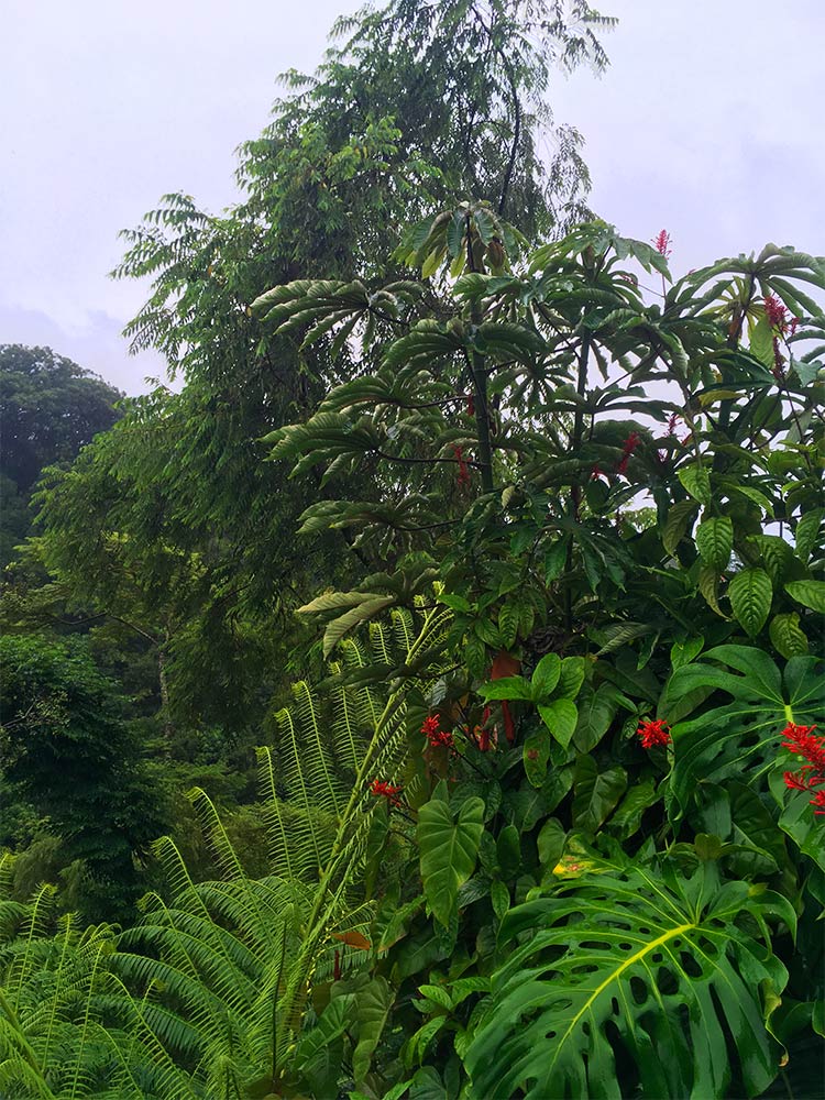 Overalt vokser vild, eksotisk natur oplevelser på hawaii natur