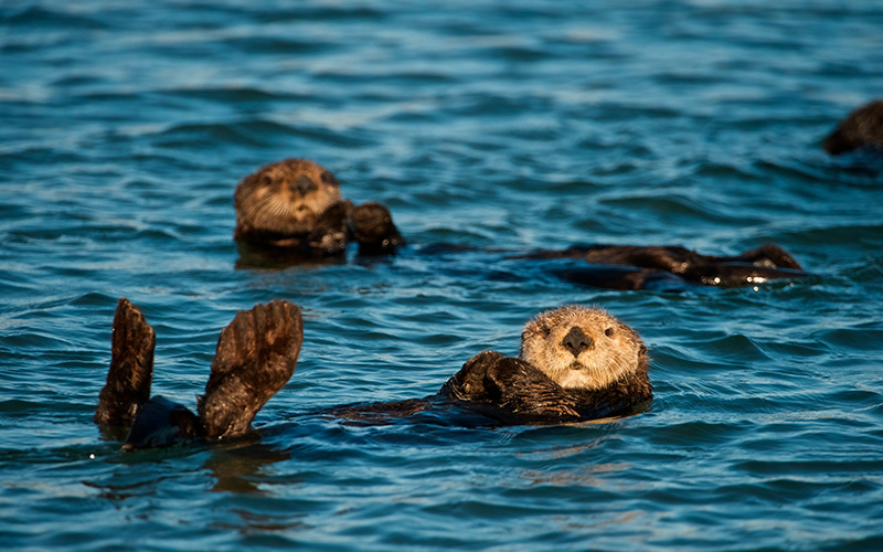Monterey Bay havodder
