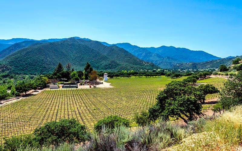 Monterey Carmel Valley Vineyard