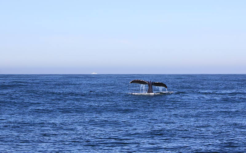 Monterey hvalsafari