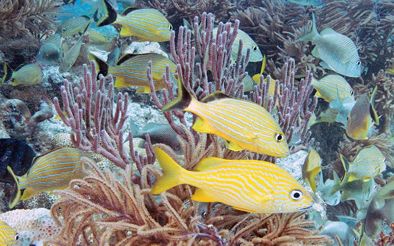 snorkling florida keys reef seværdigheder i key west