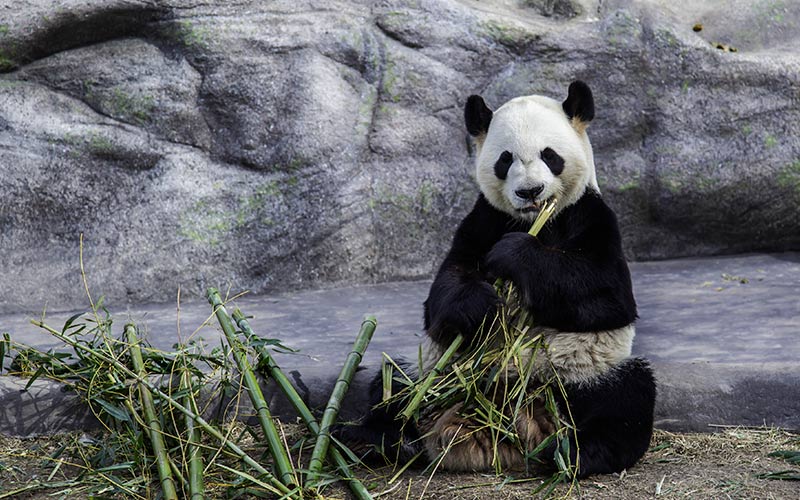 Toronto Zoo