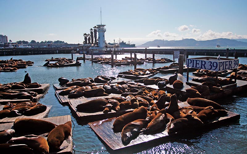 seværdigheder i san francisco pier 39