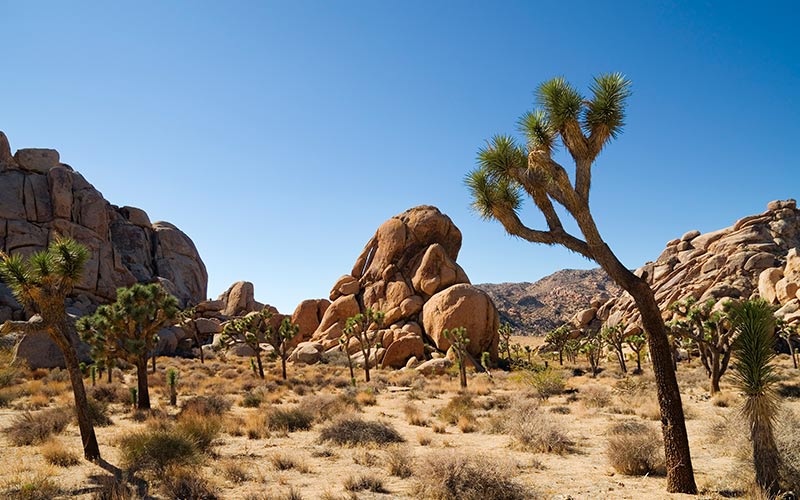 natur på vestkysten i usa joshua tree national park