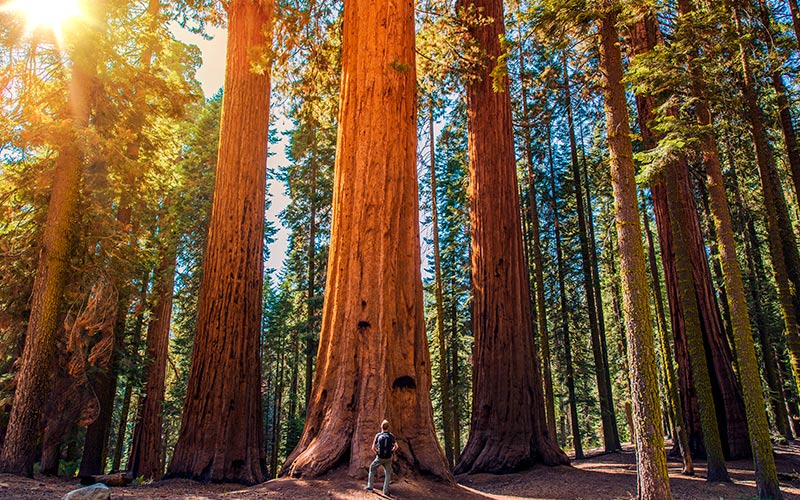 natur på vestkysten i usa redwoods